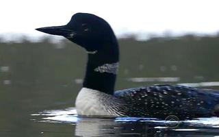 Saving Loons From A Shrinking Range